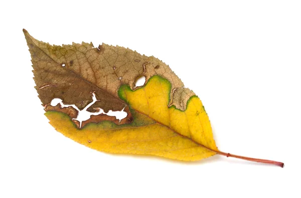 Dried yellowed autumn leaf with holes — Foto Stock