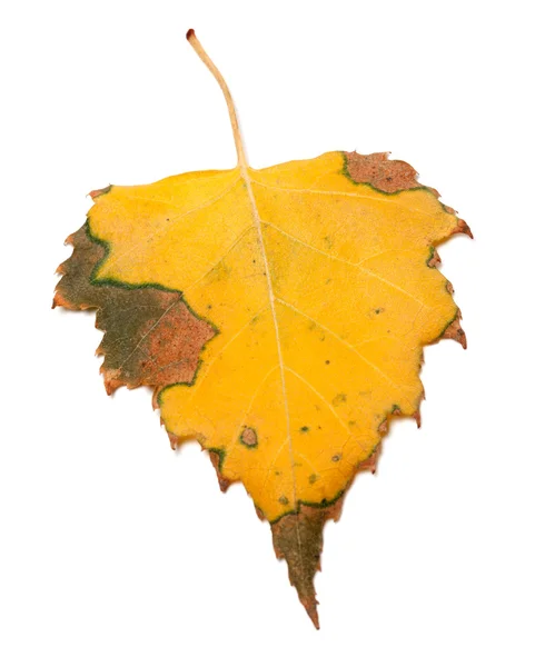 Yellowed autumn birch leaf — Stock Photo, Image