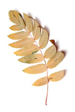 Autumn leaf of rowan isolated on white background clipart
