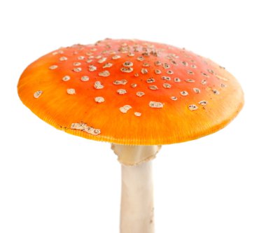Red fly-agaric (amanita muscaria) isolated on white