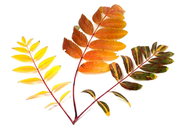 Three multicolor autumn rowan leafs — Stock Photo, Image
