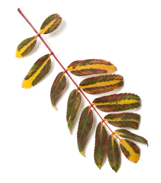 Multicolor leaf of rowan on white background — Stock Photo, Image