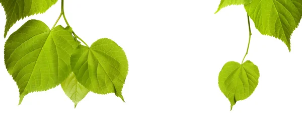 Spring tilia leaves isolated on white background — Stock Photo, Image