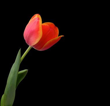 Siyah adam izole Lale