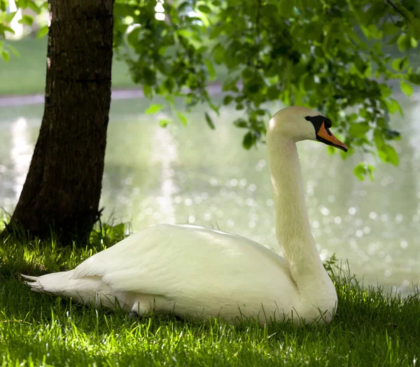 Knobbelzwaan op gras — Stockfoto