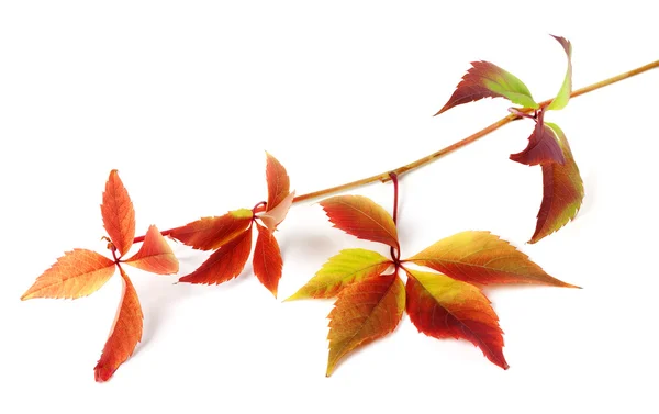 Multicolor autumnal grapes leaves — Stock Photo, Image
