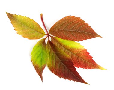 Sonbahar çok renkli üzüm yaprağı (Parthenocissus quinquefolia fol