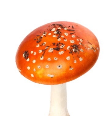 Kırmızı amanita muscaria mantar adet kir ile