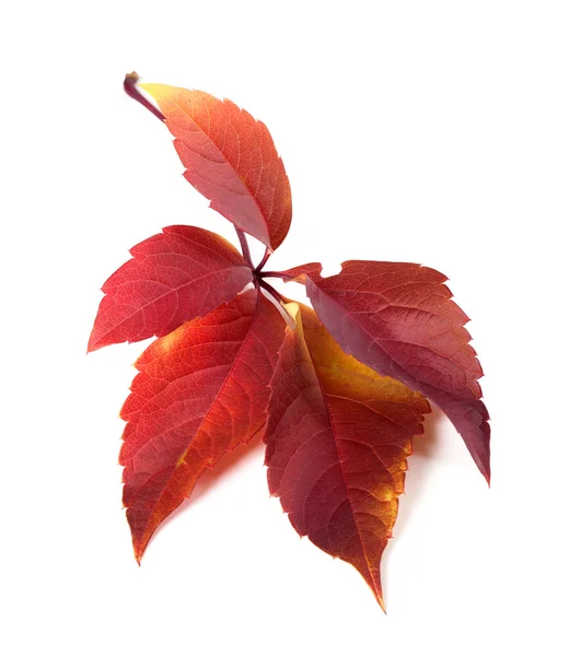 Rot Autum Virginia Creeper-Blatt — Stockfoto