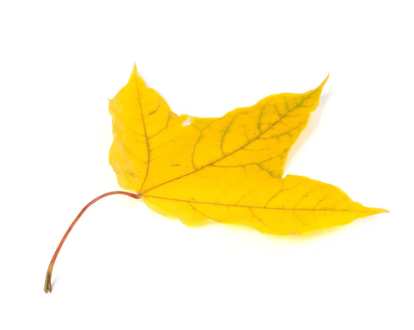 가을 황색 잎 — 스톡 사진
