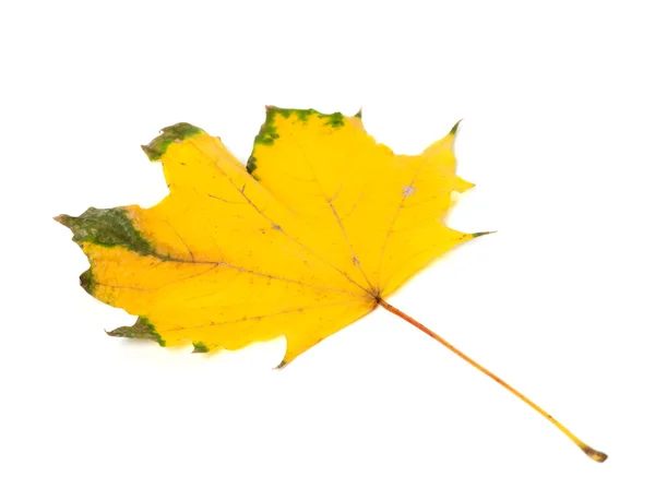 Hoja de arce amarillenta otoño — Foto de Stock