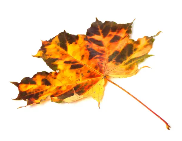 Multicolor herfst esdoornblad op witte achtergrond — Stockfoto