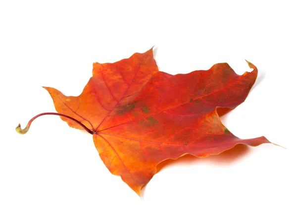 Sonbahar kırmızı akçaağaç yaprağı — Stok fotoğraf