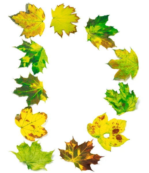 Letter D composed of maple leafs — Stock Photo, Image