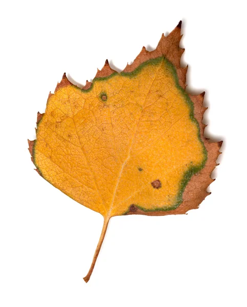 Beyaz arka plan üzerinde Birch sararmış yaprağı — Stok fotoğraf