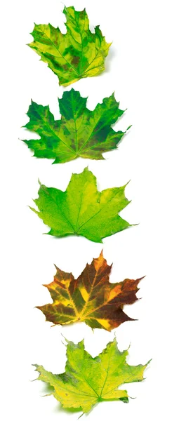 Letter I composed of multicolor maple leafs — Stock Photo, Image