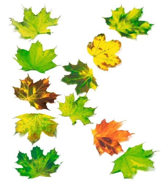 Letter K composed of multicolor maple leafs — Stock Photo, Image