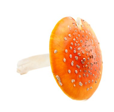 Beyaz zemin üzerine kırmızı sinek agaric (Sinek mantarı)