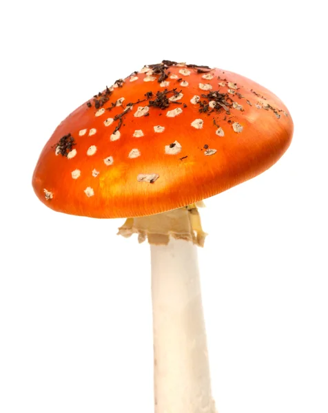 Kir adet kırmızı sinek-agaric mantar — Stok fotoğraf