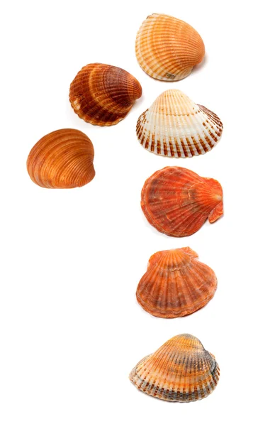 Numeral 1 se compone de conchas marinas —  Fotos de Stock