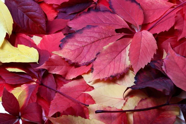 Background of multicolor autumn leafs — Stock Photo, Image