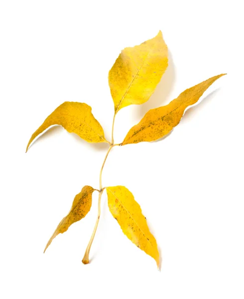 Yellow autumn ash-tree leaves — Stock Photo, Image