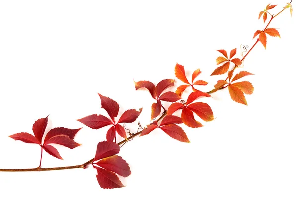 Twig of autumnal grapes leaves — Stock Photo, Image