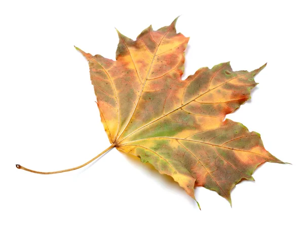 Vícebarevná podzimní javorový list na bílém pozadí — Stock fotografie