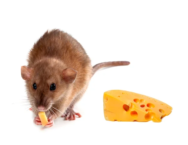 Fancy rat (Rattus norvegicus) eating cheese — Stock Photo, Image