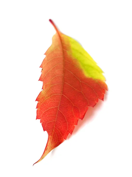 Multicolor autumn leaf from parthenocissus quinquefolia foliage — Stock Photo, Image