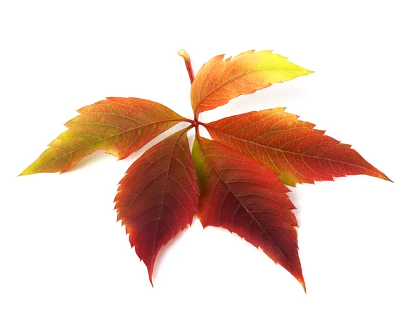 Liść jesienny virginia creeper — Zdjęcie stockowe