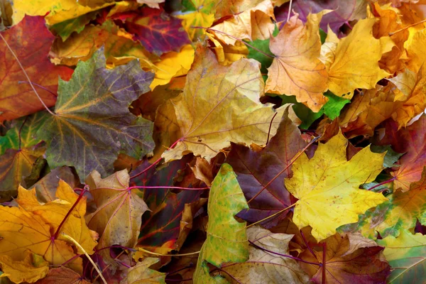 Folhas de bordo secas de outono Imagens De Bancos De Imagens Sem Royalties