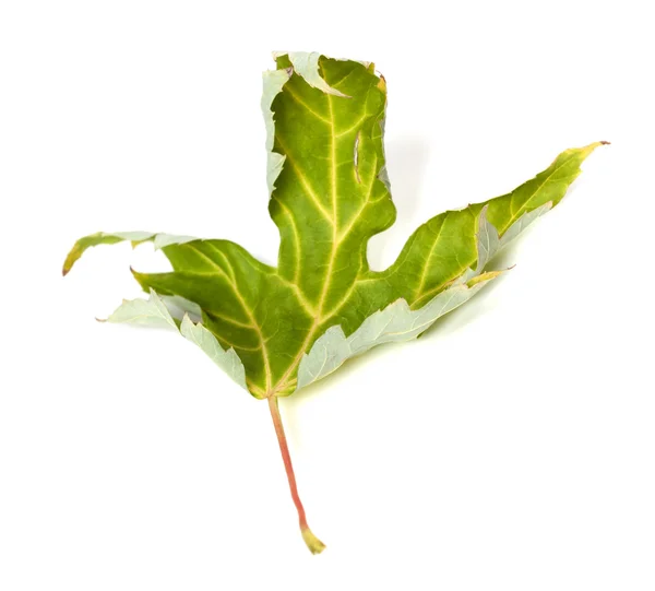 カエデの葉の黄変 — ストック写真