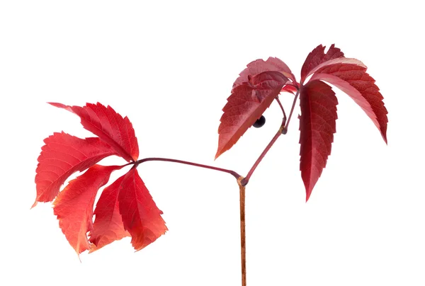 Twig of autumn grapes leaves. Parthenocissus quinquefolia foliag — Stock Photo, Image