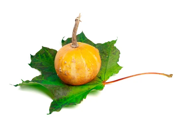 Piccola zucca decorativa su foglia di acero verde — Foto Stock