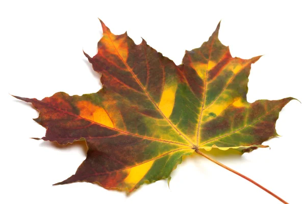 Többszínű őszi juharlevél — Stock Fotó