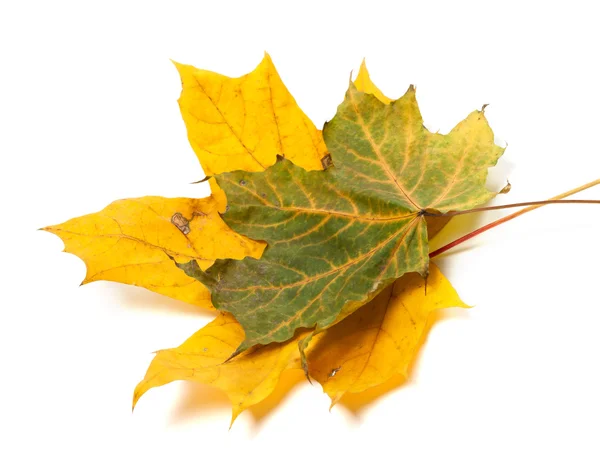 Dos hojas de arce de otoño — Foto de Stock