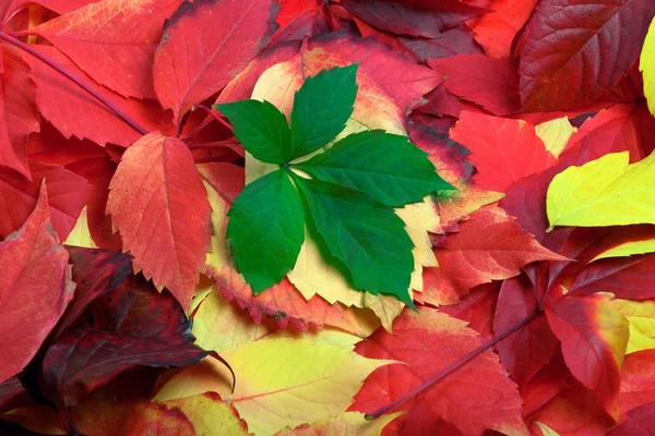 Achtergrond van multicolor Herfstbladeren — Stockfoto