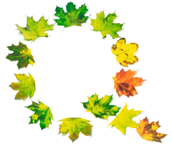 Letter Q composed of multicolor maple leafs — Stock Photo, Image