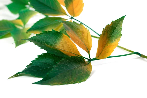 Multicolor grapes leaves (Parthenocissus quinquefolia foliage) — Stock Photo, Image