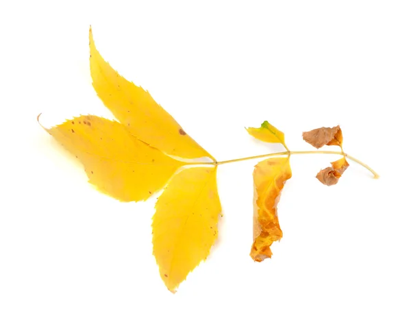 Dry yellow ash-tree leaf — Stock Photo, Image