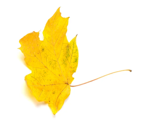 Żółty jesień klon liść na białym tle — Zdjęcie stockowe