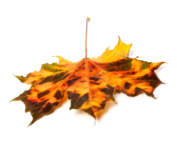 Multicolor autumnal maple leaf — Stock Photo, Image