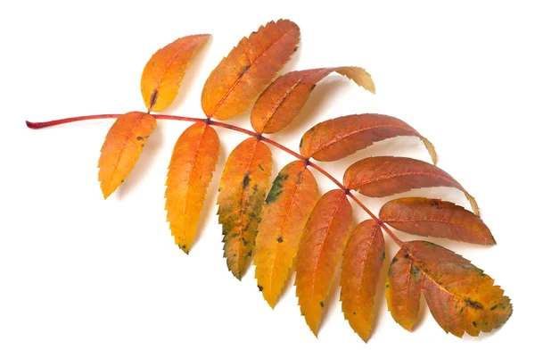 Autumnal rowan leaf — Stock Photo, Image