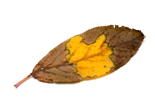 Folha de outono seca multicolor — Fotografia de Stock