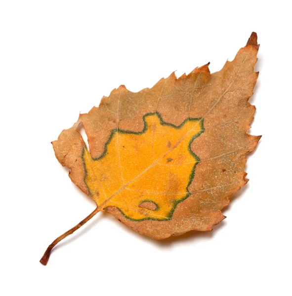 Hoja de abedul otoño — Foto de Stock