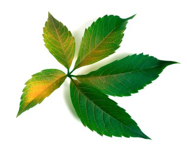 Çok renkli üzüm yaprağı 