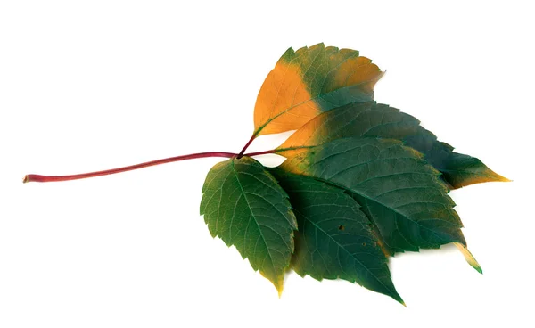 Multicolor virginia creeper leaf (Parthenocissus quinquefolia fo — Stock Photo, Image