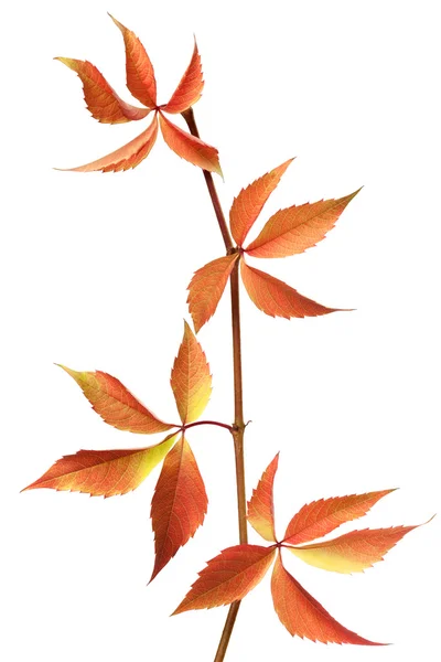 Красные осенние филиал листьев винограда — стоковое фото