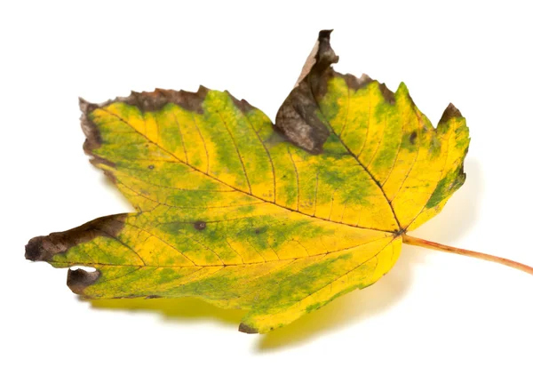 Çok renkli sonbahar akçaağaç yaprağı beyaz zemin üzerine kurutulmuş — Stok fotoğraf